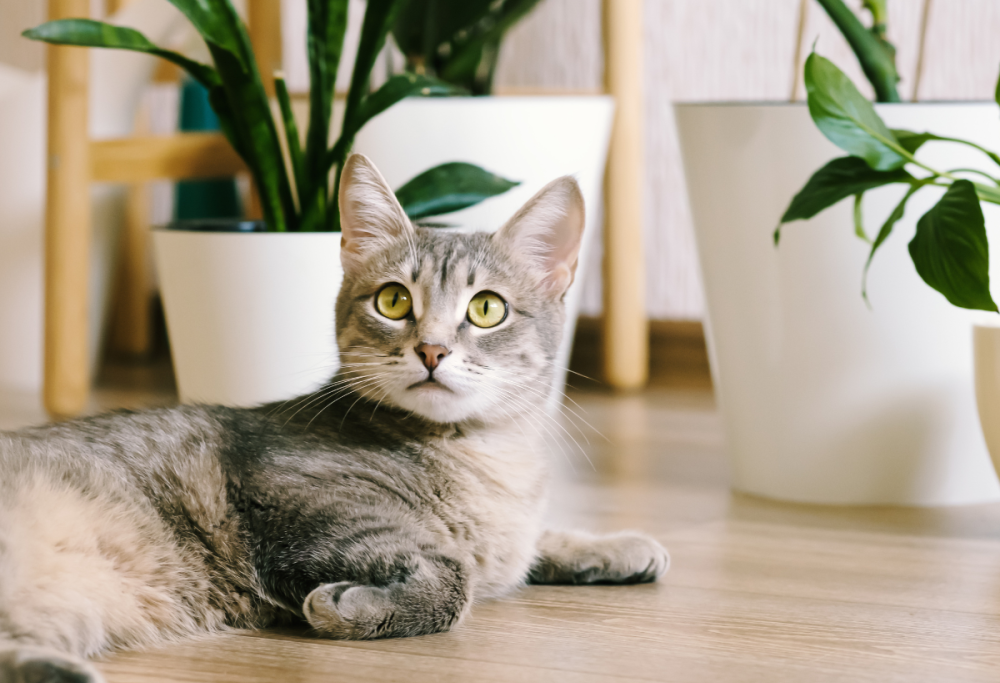 Gatto smarrito percorre 1500 km per tornare a casa dopo due mesi