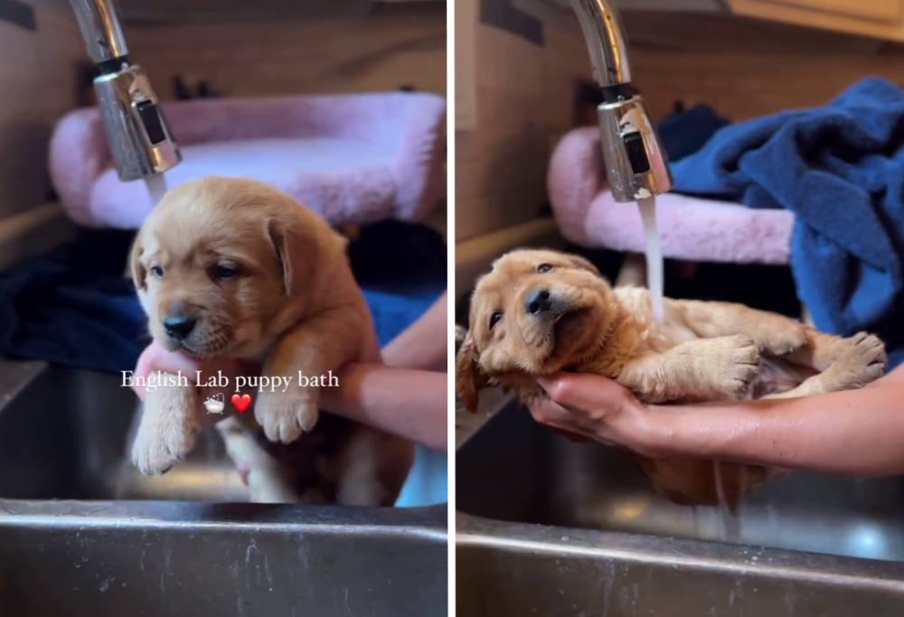 Dolce cucciolo di Labrador fa il bagno nel lavello e diventa virale