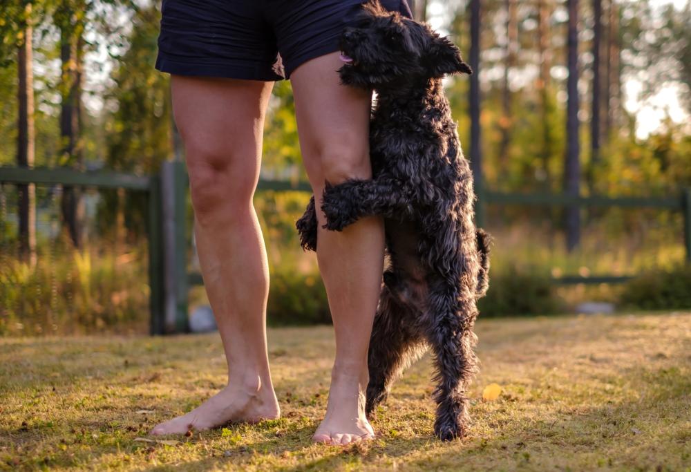 Perché i cani montano le gambe e come correggere questo comportamento