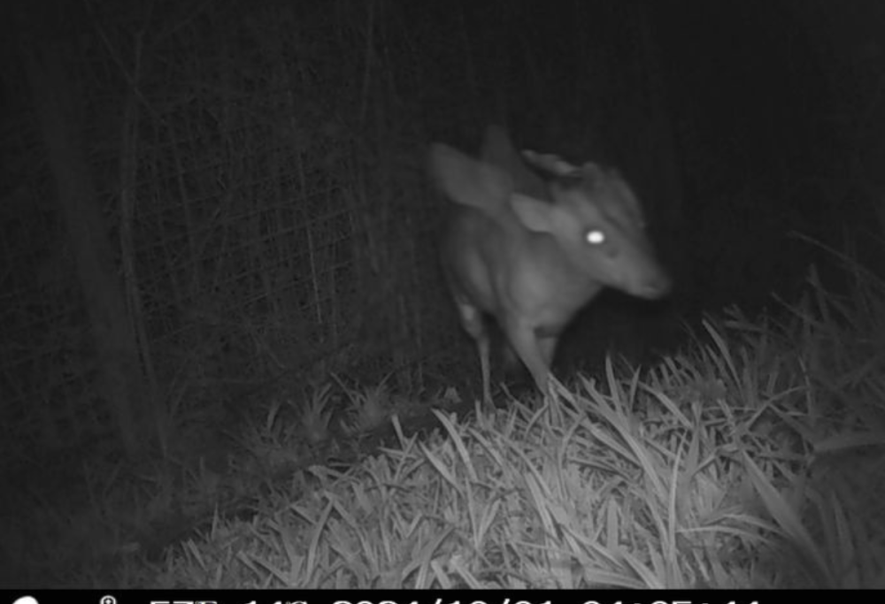 Una misteriosa creatura è apparsa allo zoo di Bristol: ecco la foto