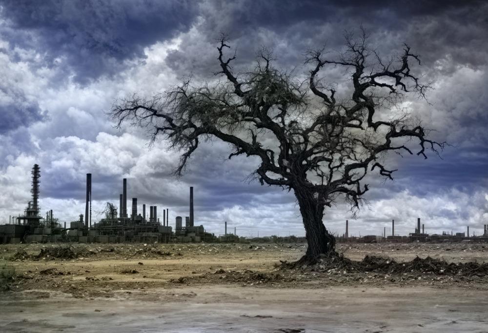 Gli alberi colpiti a Hiroshima sono sopravvissuti alla bombe nucleari