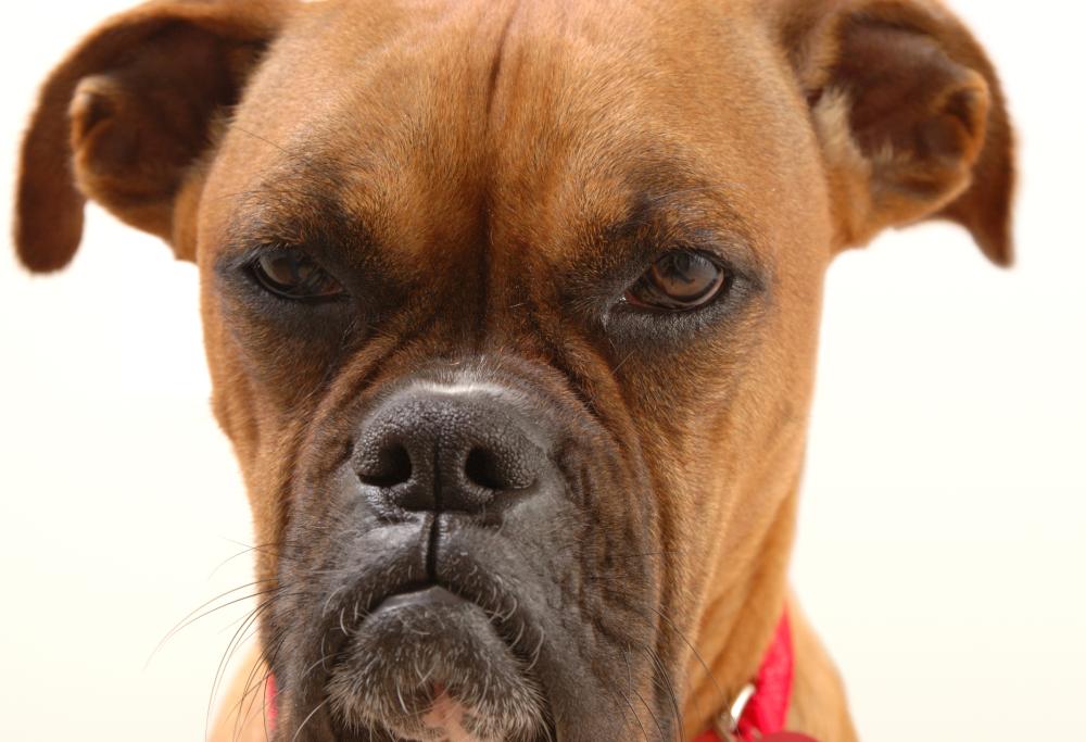 Cani anziani: perché cambiano carattere e come aiutarli