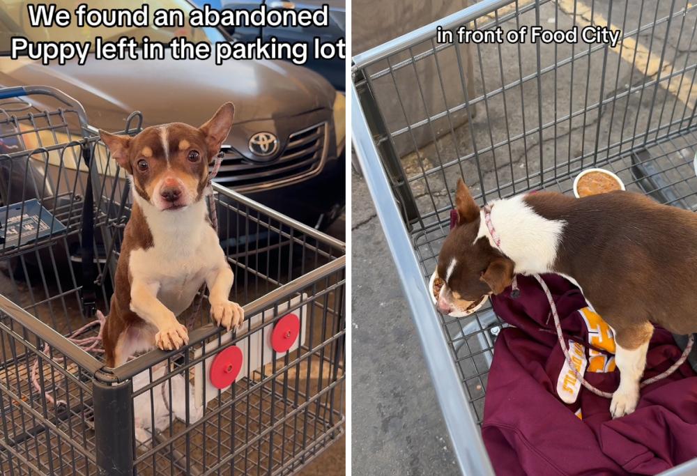 Cagnolino fugge di casa: trovato e salvato da due tiktoker
