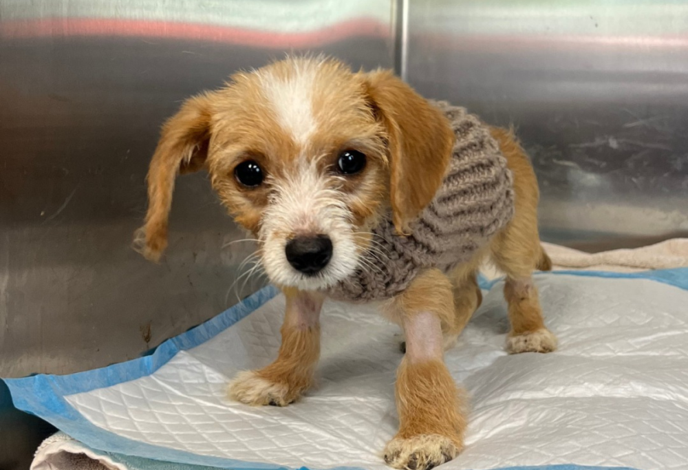 Cagnolina salvata da un tombino: “Ora ha una nuova famiglia”