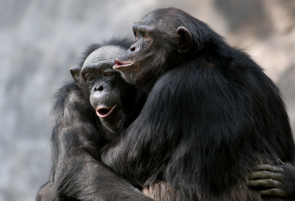 Gli animali che si riproducono di più? Ecco quali sono