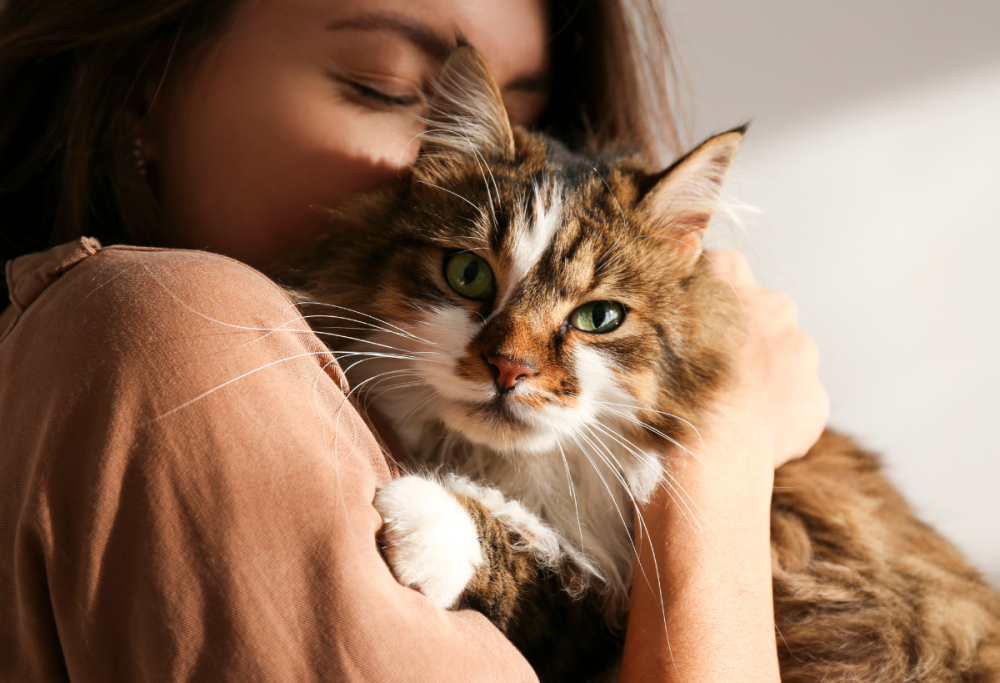 Gatto smarrito torna a casa dopo 11 anni. la storia è incredibile