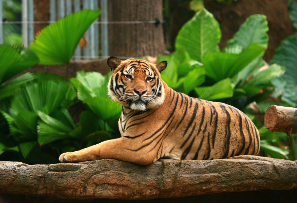 Quali animali si sono estinti? Le specie scomparse negli ultimi anni