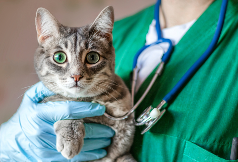 La prossima pandemia potrebbe partire dal tuo cane o gatto?