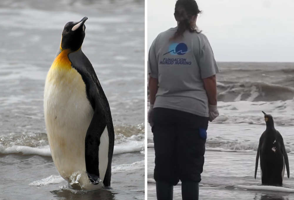 Il pinguino reale torna a nuotare libero: il video commuove il web
