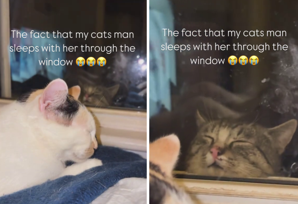 Gatti innamorati alla finestra: il video che ha conquistato il web