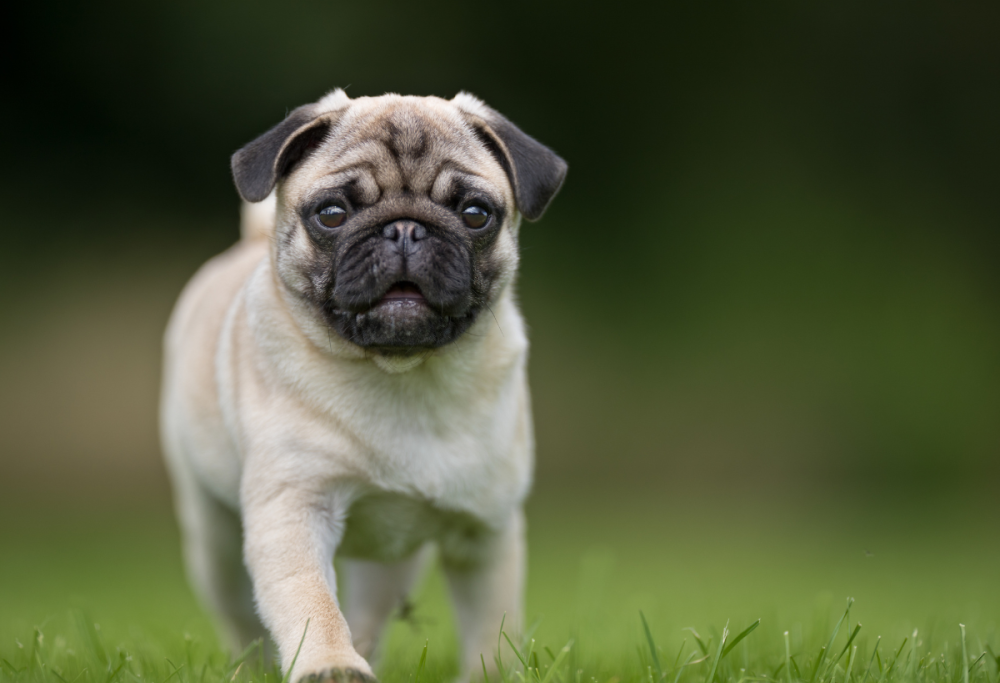 Spende 50mila $ per clonare il suo cane: “È stato un miracolo”