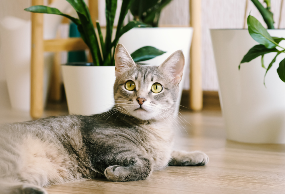 I gatti sono intelligenti, affettuosi e selettivi: lo dice la scienza