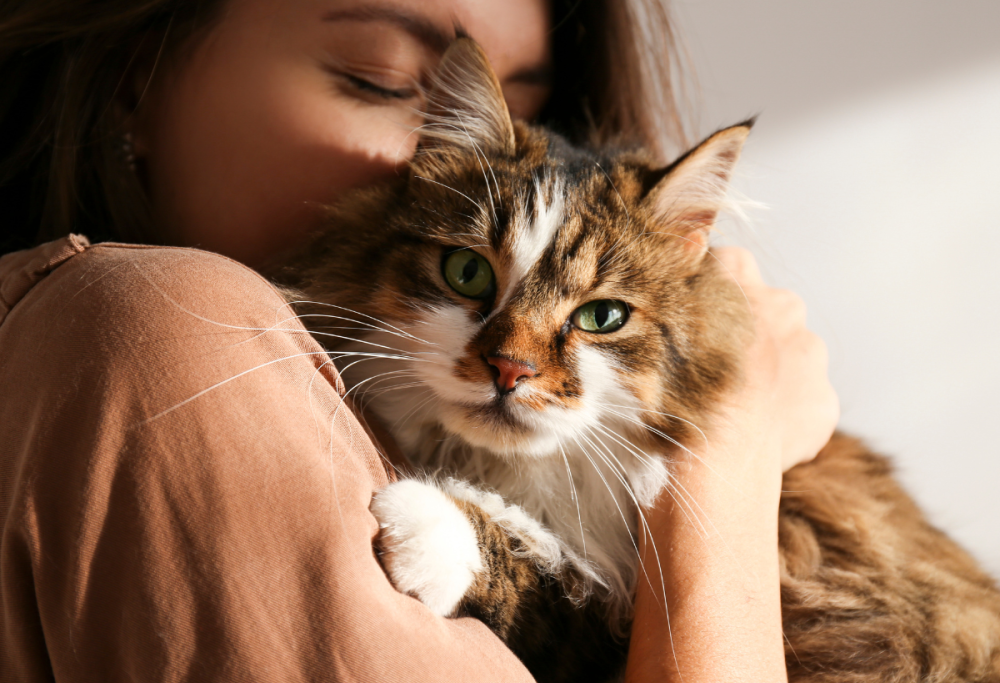 Non sottovalutare le fusa dei gatti: fanno bene anche alle ossa