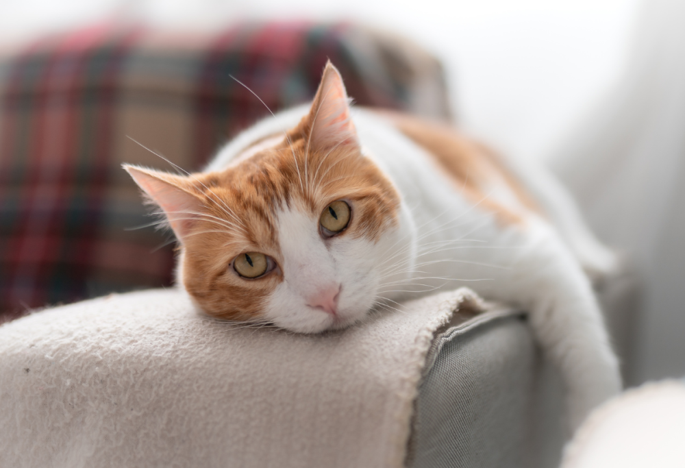 Adotta un gatto per l’ansia, ma il micio soffre più di lei: la storia