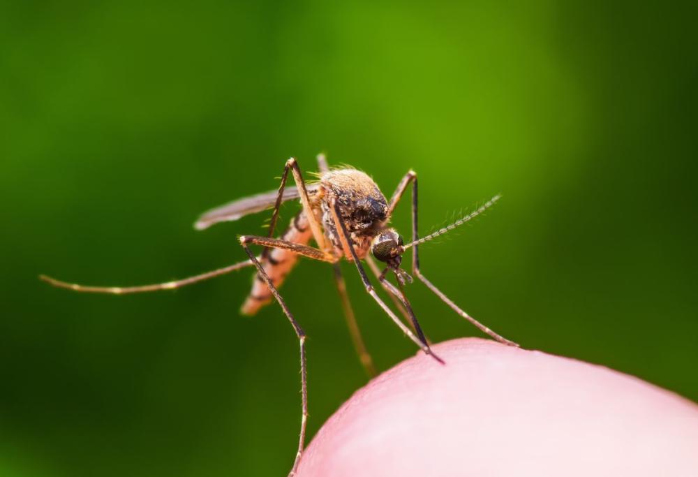 Addio zanzare: 12 piante che le tengono lontane in modo naturale