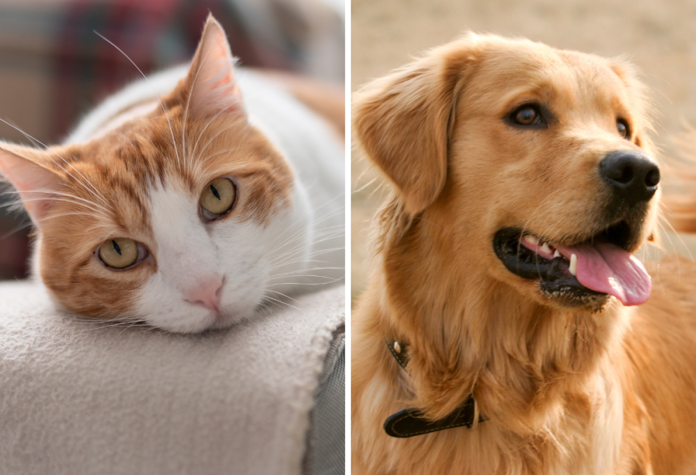 Benessere mentale: meglio un cane o un gatto? 