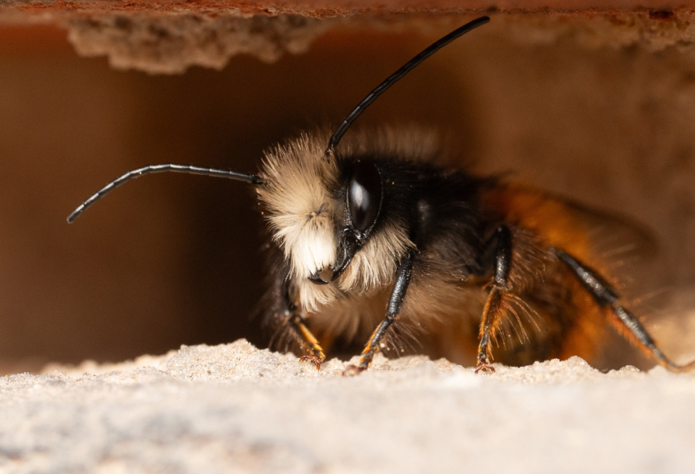 Come riconoscere e trattare le punture di insetti in modo sicuro