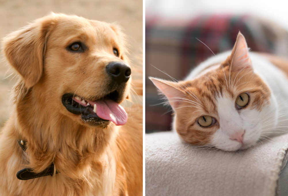 Caldo e animali domestici: come proteggerli in estate