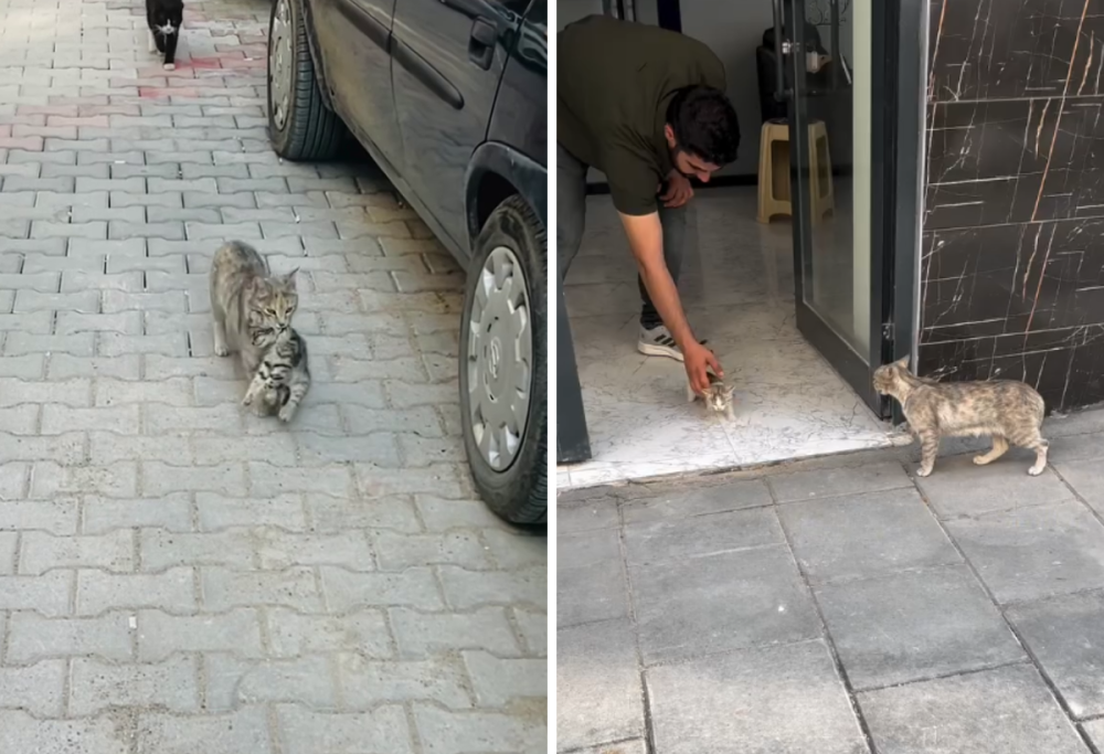 Il video emozionante di una mamma gatta che salva il suo cucciolo