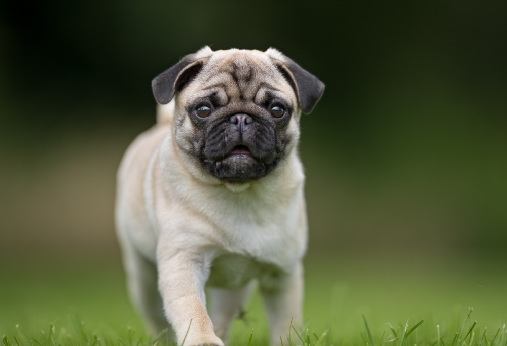 Zanzare e animali domestici: attenzione ai repellenti tossici 