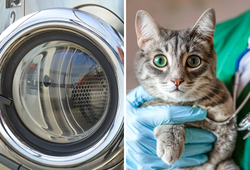 La storia di Pablo, gatto sopravvissuto alla centrifuga in lavatrice