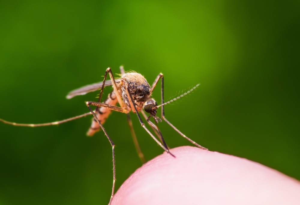 Perché le zanzare ti scelgono? La scienza ti svela il perché