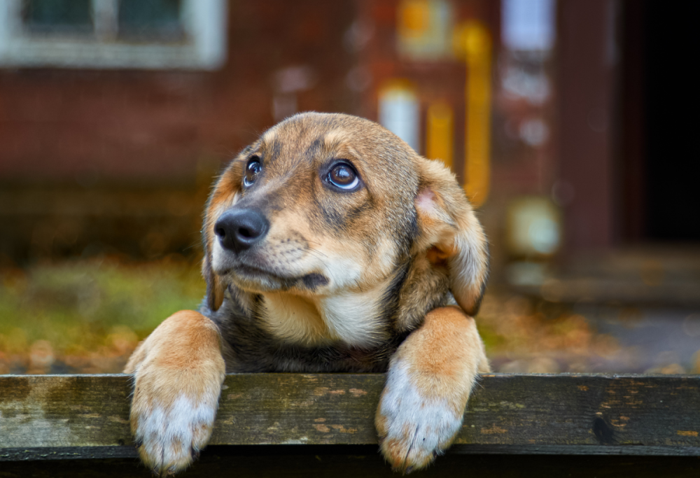Max, il cane dallo sguardo umano che ha conquistato i social