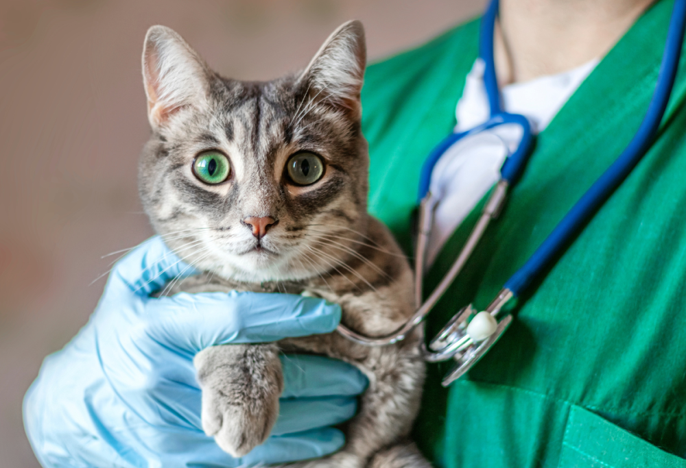 Ecco perché non devi mai tagliare le unghie al tuo gatto