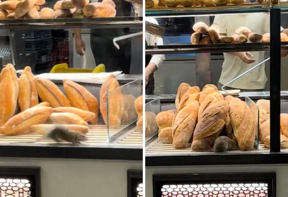 Topo scorrazza tra i panini nella vetrina di un panificio: il video