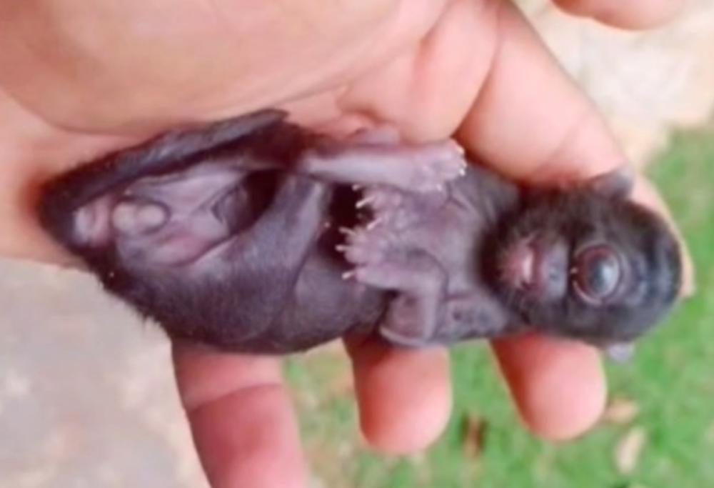 Nasce un raro “gatto ciclope” in Brasile. Ecco cosa dicono gli esperti