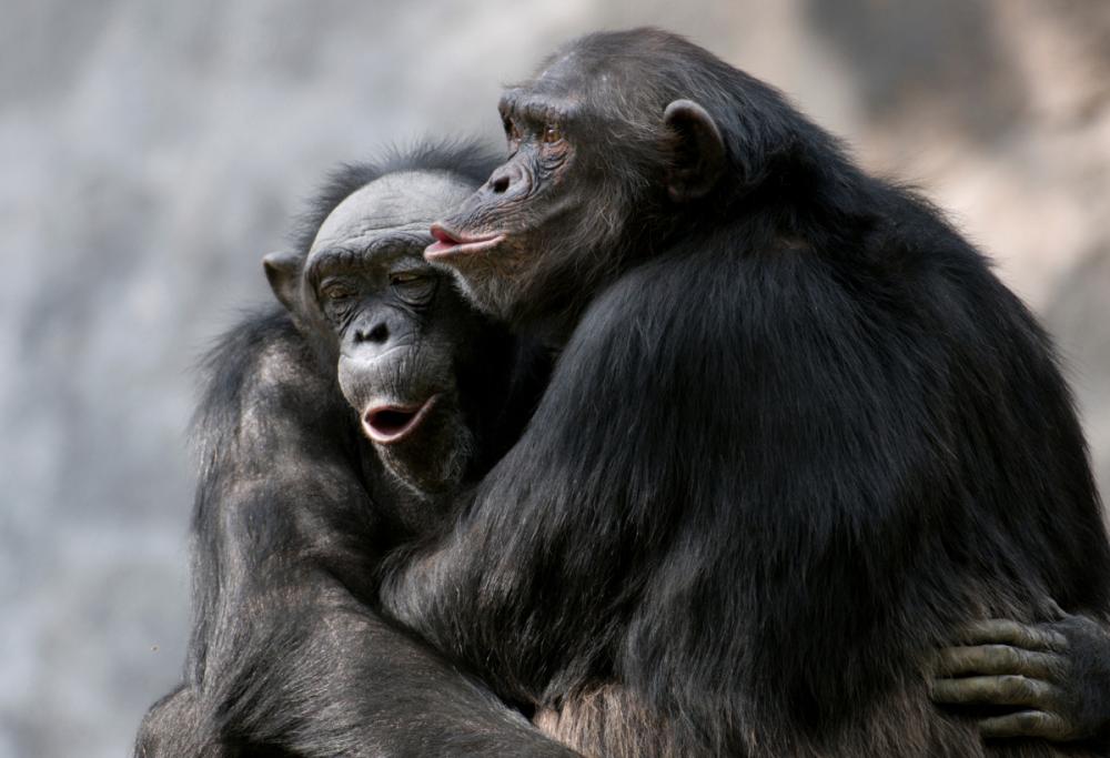 Il bacio è nato prima dell'uomo: la scoperta sui primati antichi