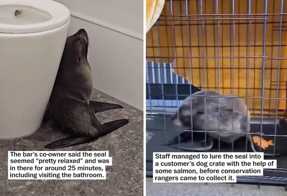 Una foca entra nel bar e si nasconde in bagno: il video virale