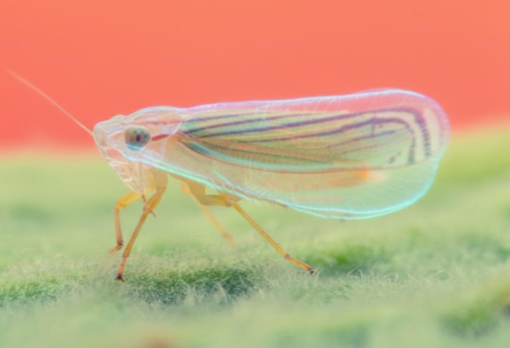 L'insetto invisibile: come la scienza ha replicato il suo segreto