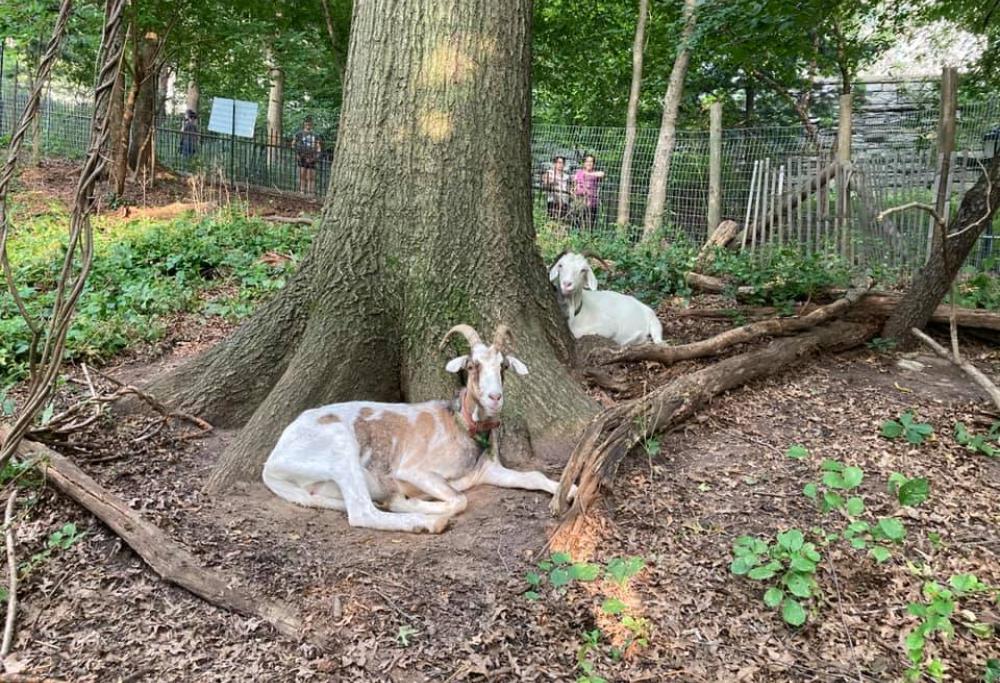 A New York arrivano le capre "giardiniere"