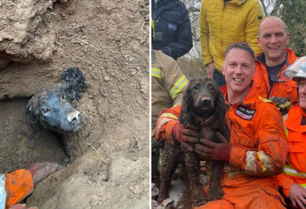 La storia di Winston: il cane rimasto sotto terra per 60 ore