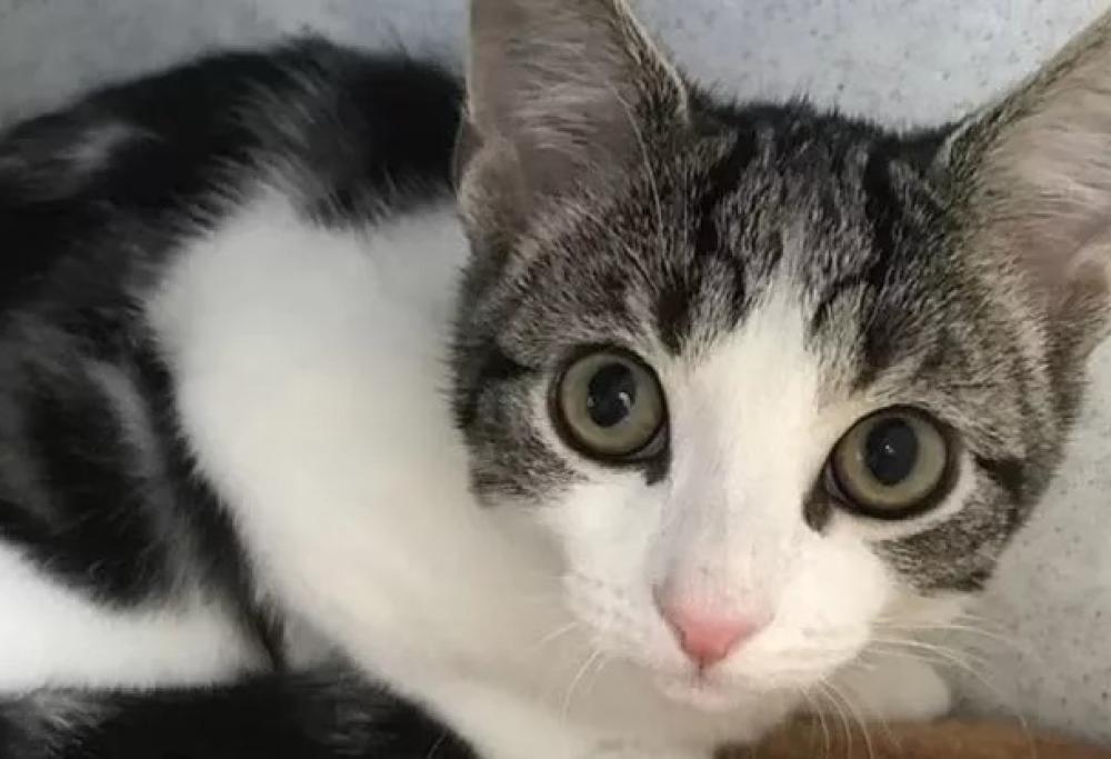 Nel Regno Unito è stato trovato un gatto “neutro”: nè maschio nè femmina