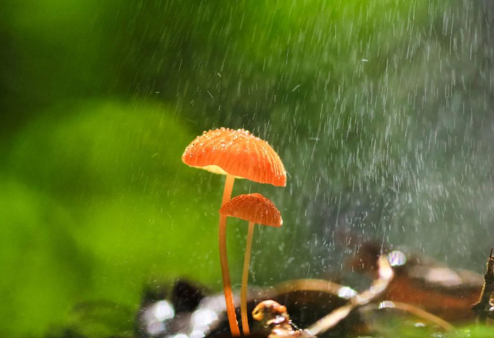 I funghi comunicano tra loro, soprattutto sotto la pioggia: lo studio