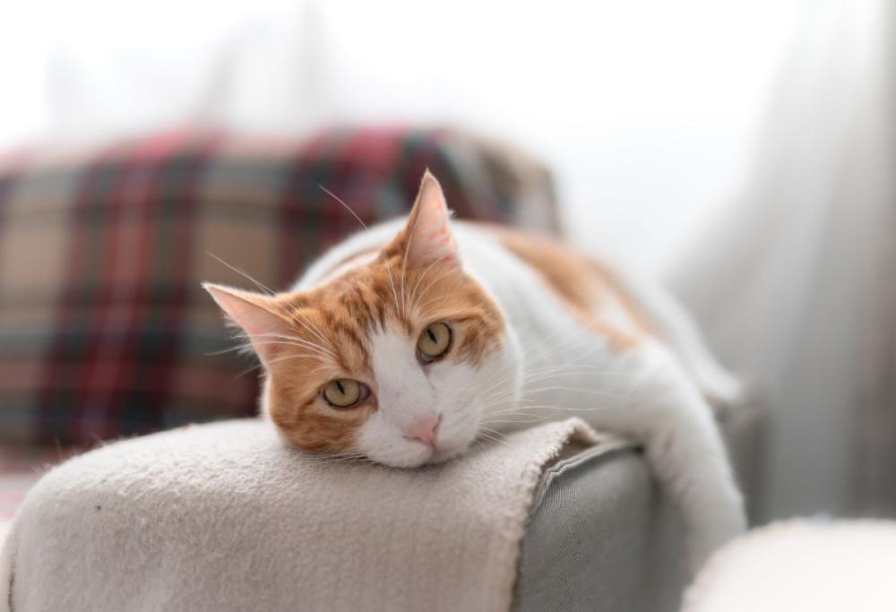Arriva l’app che attraverso l’IA capisce se i gatti stanno male