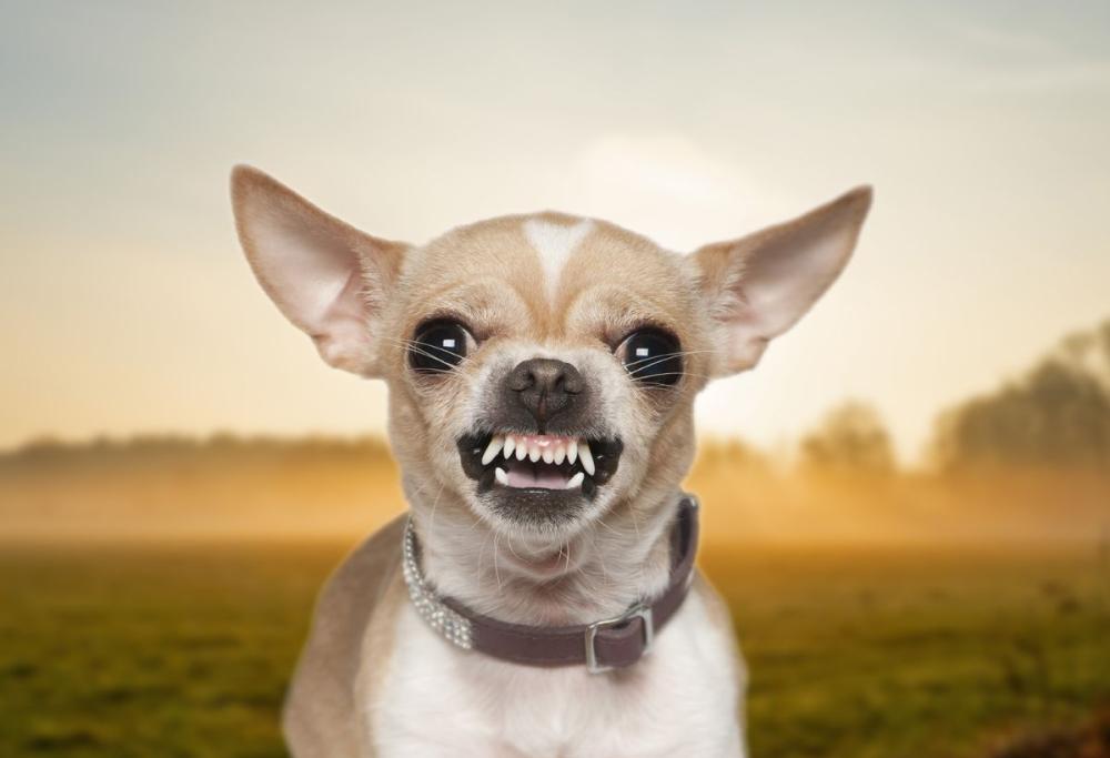 Il tuo cane è felice? Ecco come capirlo e migliorare la relazione con lui