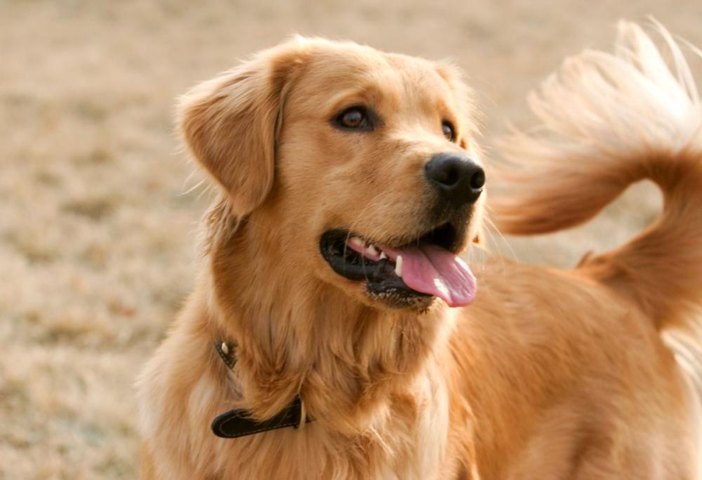 I Golden Retriever hanno un “super potere” inaspettato: lo studio
