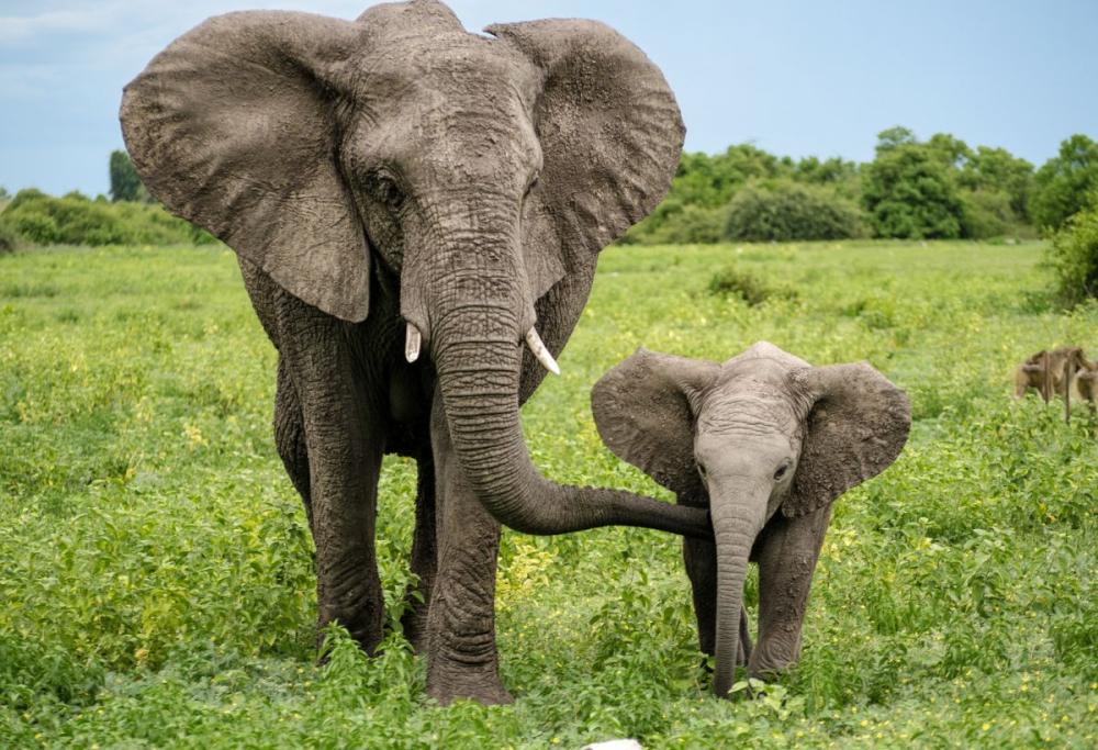 Gli elefanti si chiamano per nome come gli umani: la scoperta