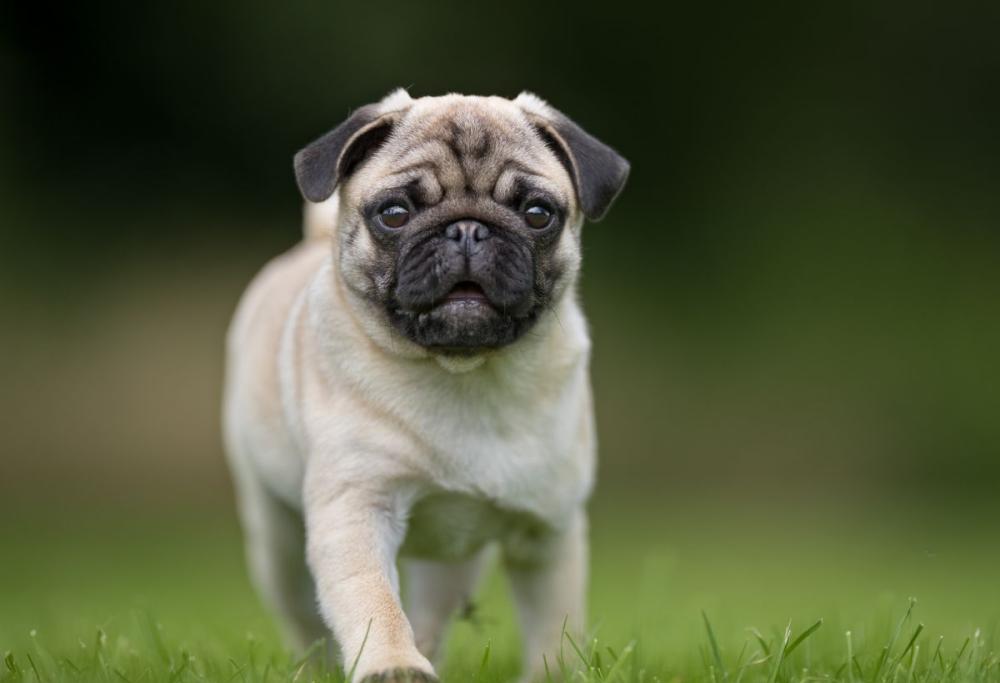 Il carlino non è un cane “normale”: lo ha dimostrato uno studio