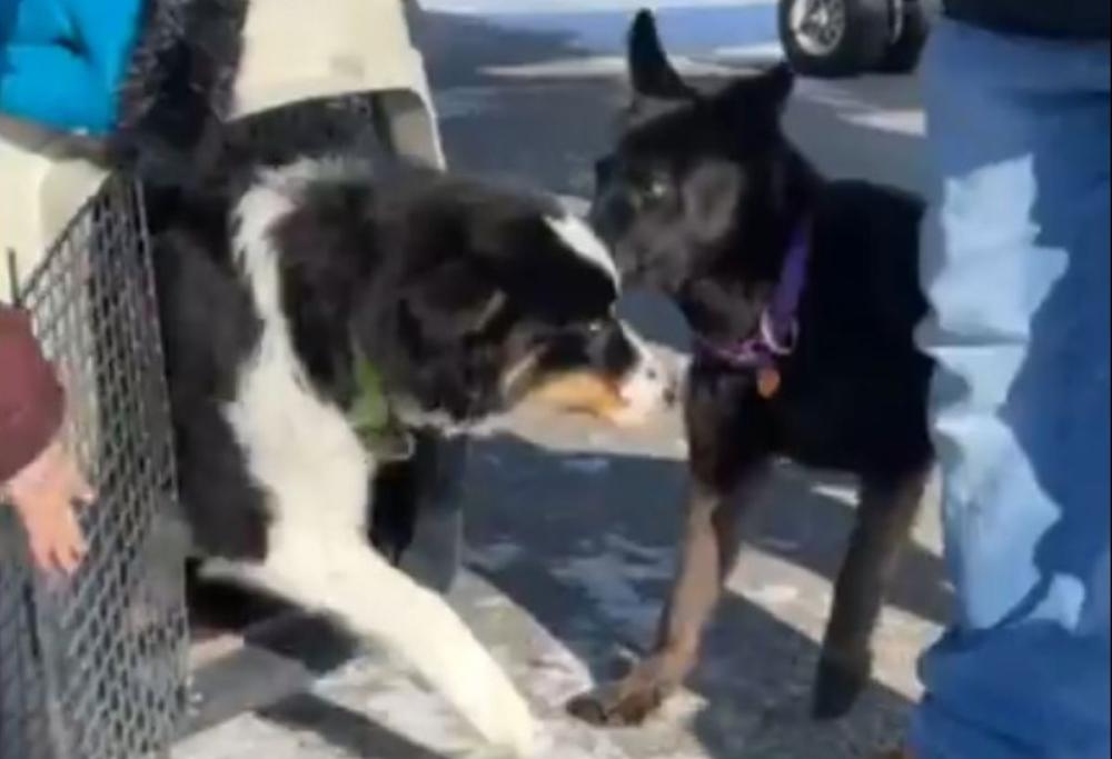 Cane smarrito in Alaska percorre 241 km sul mare ghiacciato