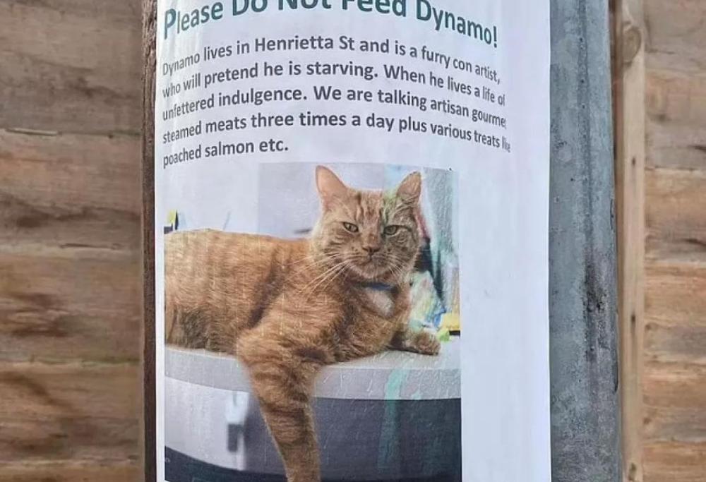 Gatto finge di morire di fame, ma viene smascherato dalla padrona