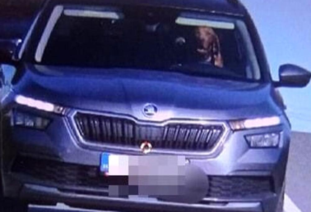 Cane alla guida multato dall'autovelox in Slovacchia, la foto virale