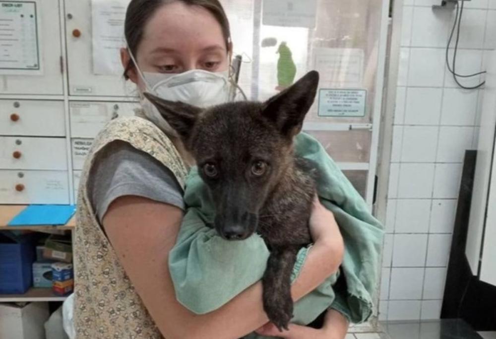 Dogxim: questo animale è il primo ibrido tra cane e volpe al mondo