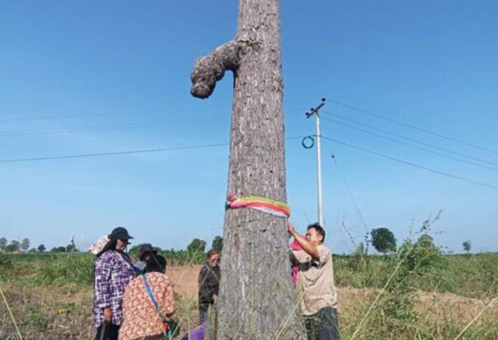 Dalla Thailandia l’albero fallico portafortuna: la foto