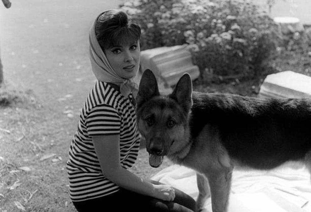 I cani di Gina Lollobrigida cercano casa, l'appello del figlio