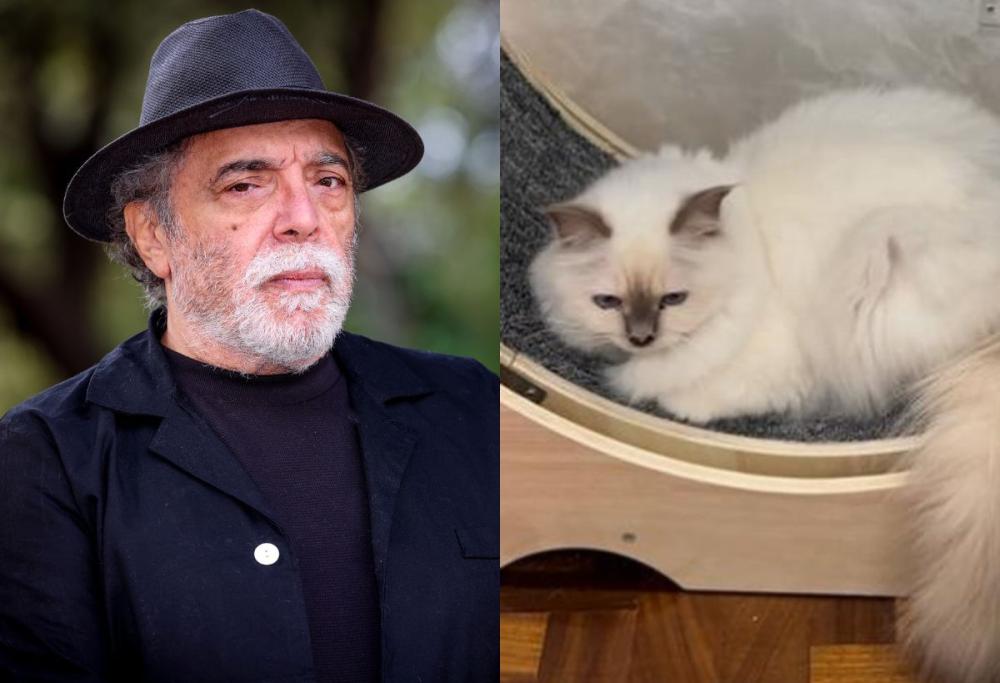 Nino Frassica ha perso il suo gatto: “5.000 euro a chi lo troverà”