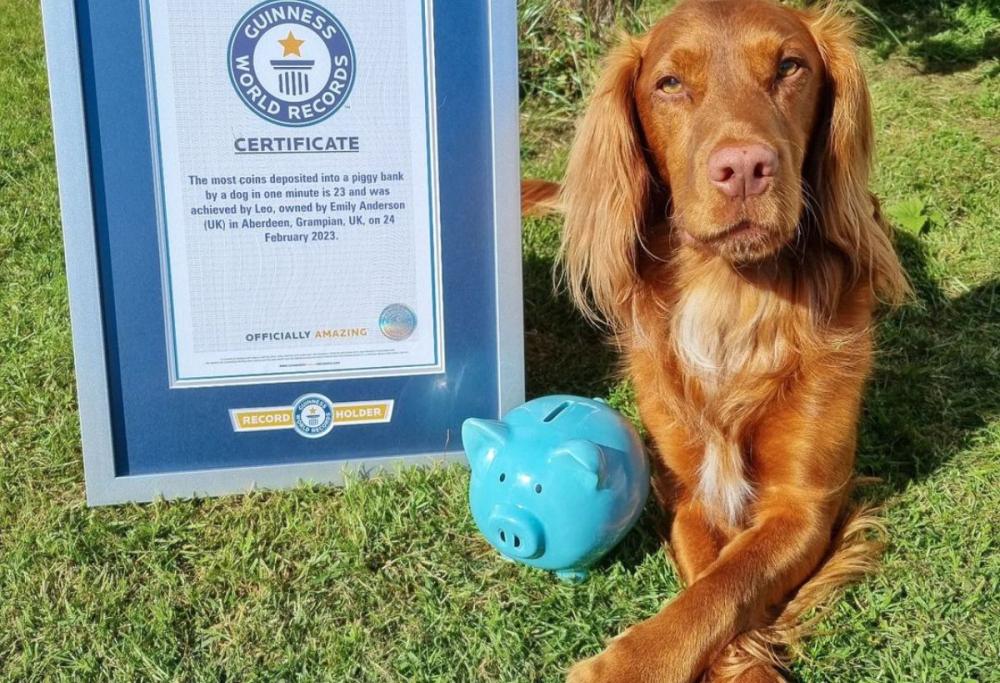 Il cane record che mette le monete nel salvadanaio